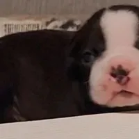 Boston Terrier Male #1, a male Boston Terrier for sale in Riverhead, NY – Photo 3 of 3