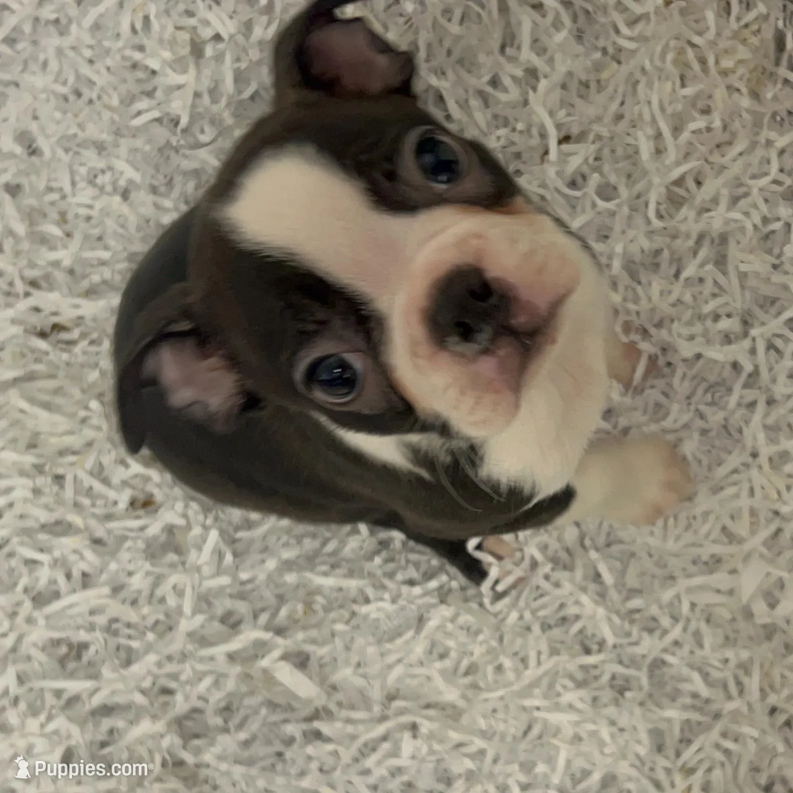 Boston Terrier Male #1