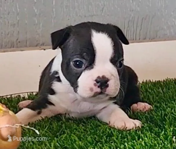 Boston Terrier Male #1