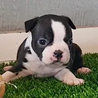 Boston Terrier Male #1, a male Boston Terrier for sale in Riverhead, NY – Photo 2 of 3