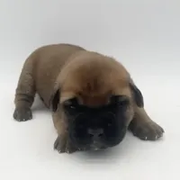 Cane Corso Female - Carla, a female Cane Corso for sale in Riverhead, NY – Photo 3 of 3