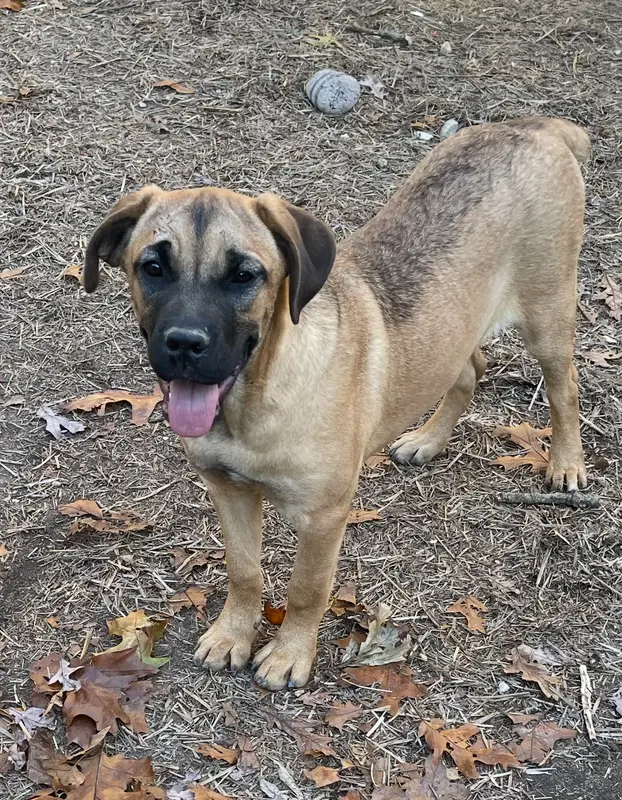 Cane Corso Female - Carla