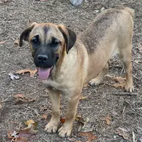 Cane Corso Female - Carla, a female Cane Corso for sale in Riverhead, NY – Photo 1 of 3