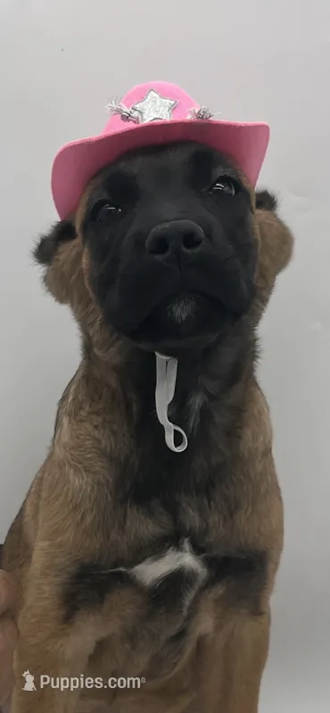 Cane Corso Female #2