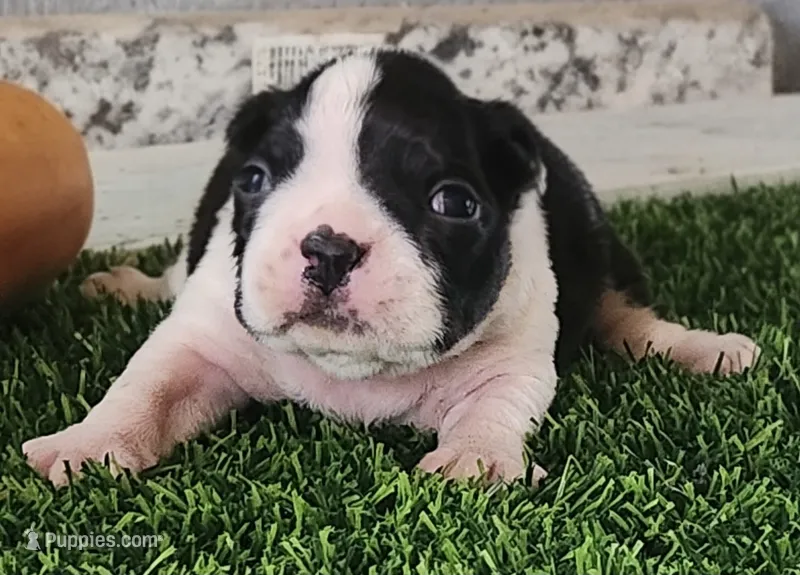 Boston Terrier Female #3