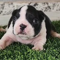 Boston Terrier Female #3, a female Boston Terrier for sale in Riverhead, NY – Photo 2 of 2