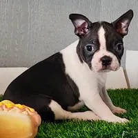 Boston Terrier Female #3, a female Boston Terrier for sale in Riverhead, NY – Photo 1 of 2
