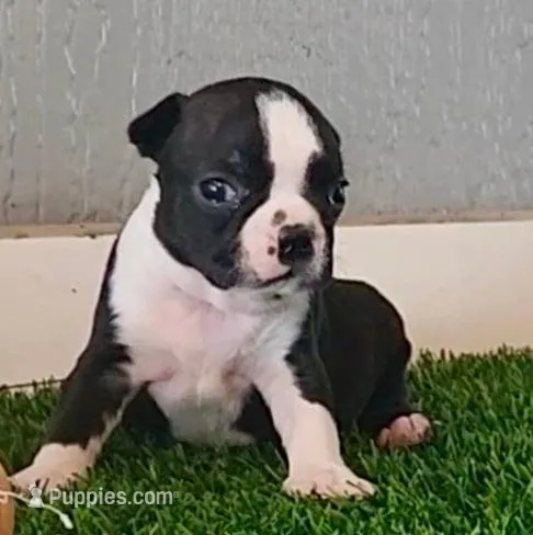 Boston Terrier Female #2