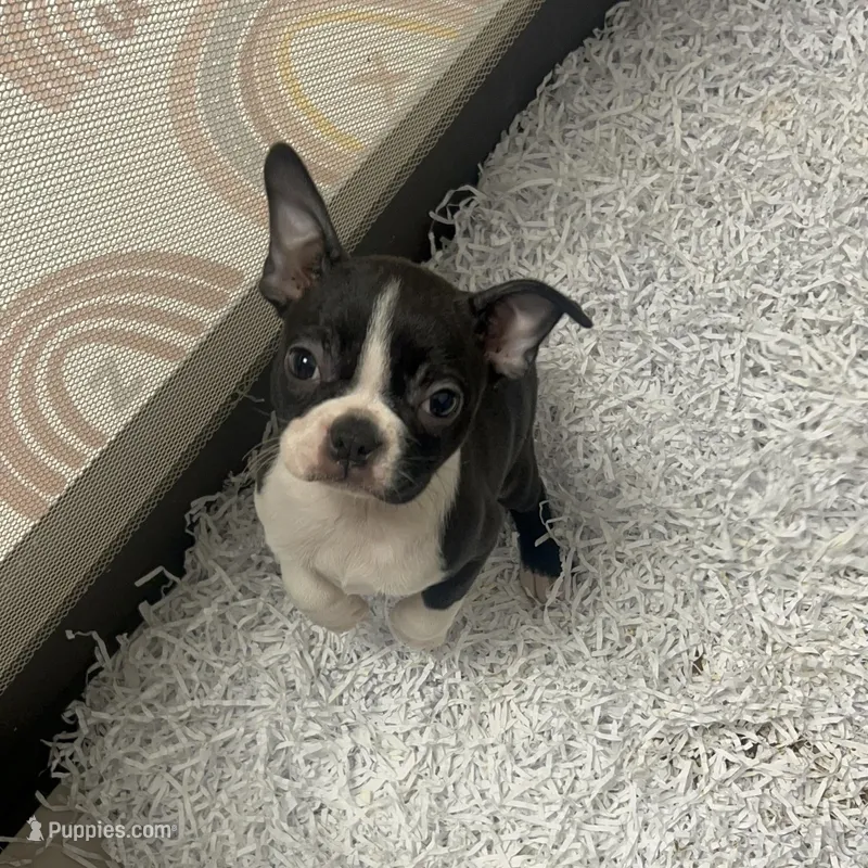 Boston Terrier Female #1 – Boston Terrier puppy for sale in Riverhead, NY