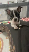 Boston Terrier Female #1, a female Boston Terrier for sale in Riverhead, NY – Photo 2 of 4