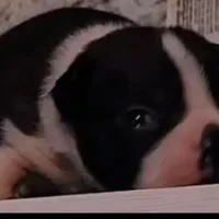 Boston Terrier Female #1, a female Boston Terrier for sale in Riverhead, NY – Photo 4 of 4