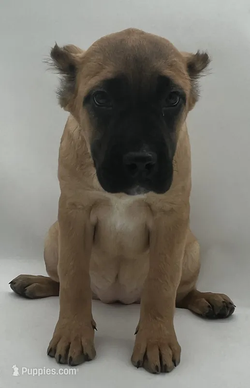 Cane Corso Female #3