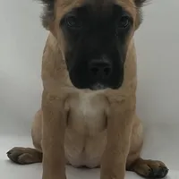 Cane Corso Female #3, a female Cane Corso for sale in Riverhead, NY – 1 of 1
