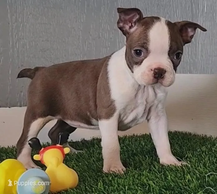 Boston Terrier Female #5