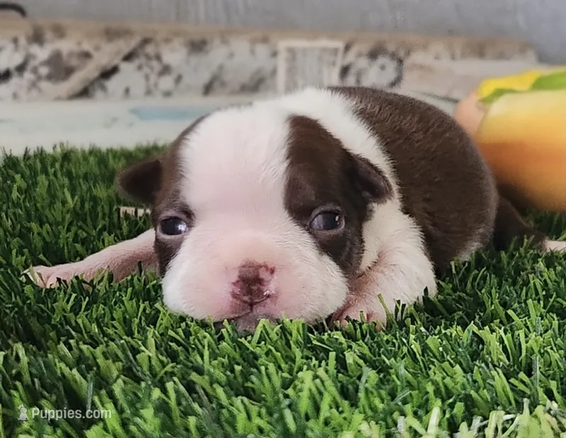 Boston Terrier Female #5