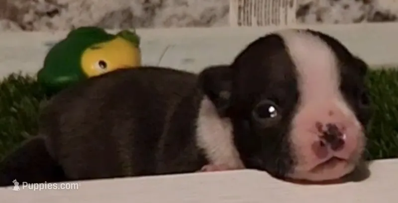 Boston Terrier Male #2