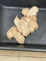 LR MALE #3, a male Labrador Retriever for sale in Riverhead, NY – Photo 1 of 3