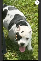 FIONA, a female Shorty Bull for sale in Dayton, OH – 4 of 4