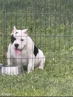 FIONA, a female Shorty Bull for sale in Dayton, OH – 2 of 4