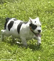FIONA, a female Shorty Bull for sale in Dayton, OH – 3 of 4