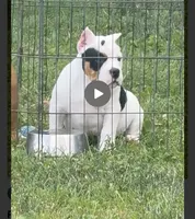 FIONA, a female Shorty Bull for sale in Dayton, OH – 1 of 4