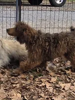 Jake, a male Poodle - Miniature  for sale in Edgemoor, SC – Photo 3 of 4