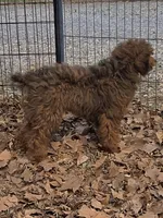 Jake, a male Poodle - Miniature  for sale in Edgemoor, SC – Photo 4 of 4