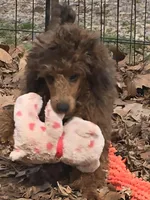 Jake, a male Poodle - Miniature  for sale in Edgemoor, SC – Photo 1 of 4