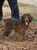 Jake, a male Poodle - Miniature  for sale in Edgemoor, SC – Photo 2 of 4