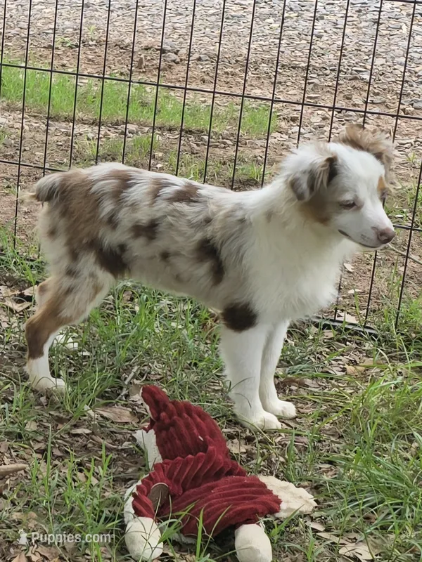 Silly – Toy Australian Shepherd puppy for sale in Edgemoor, SC