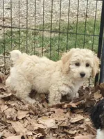 Butch, a male Poodle - Miniature  for sale in Edgemoor, SC – Photo 2 of 4
