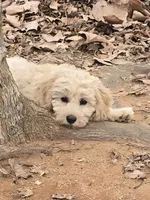 Butch, a male Poodle - Miniature  for sale in Edgemoor, SC – Photo 3 of 4