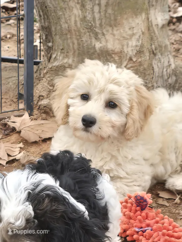 Butch – Poodle - Miniature  puppy for sale in Edgemoor, SC