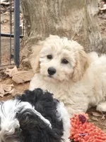 Butch, a male Poodle - Miniature  for sale in Edgemoor, SC – Photo 1 of 4