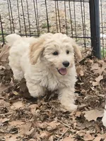 Butch, a male Poodle - Miniature  for sale in Edgemoor, SC – Photo 4 of 4