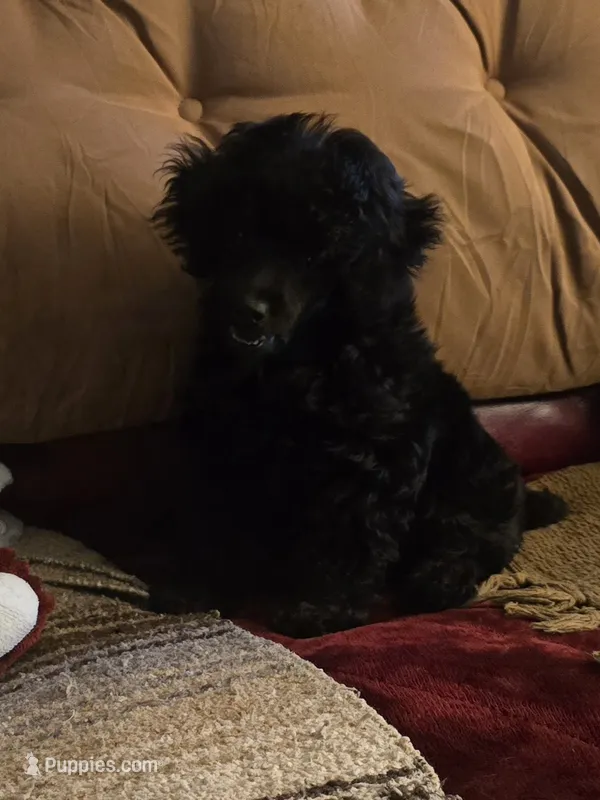 Gidget – Poodle - Toy  puppy for sale in Edgemoor, SC