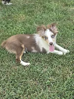 JellyBean, a female Toy Australian Shepherd for sale in Edgemoor, SC – 2 of 3