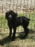 Joey, a male Poodle - Miniature  for sale in Edgemoor, SC – 2 of 3