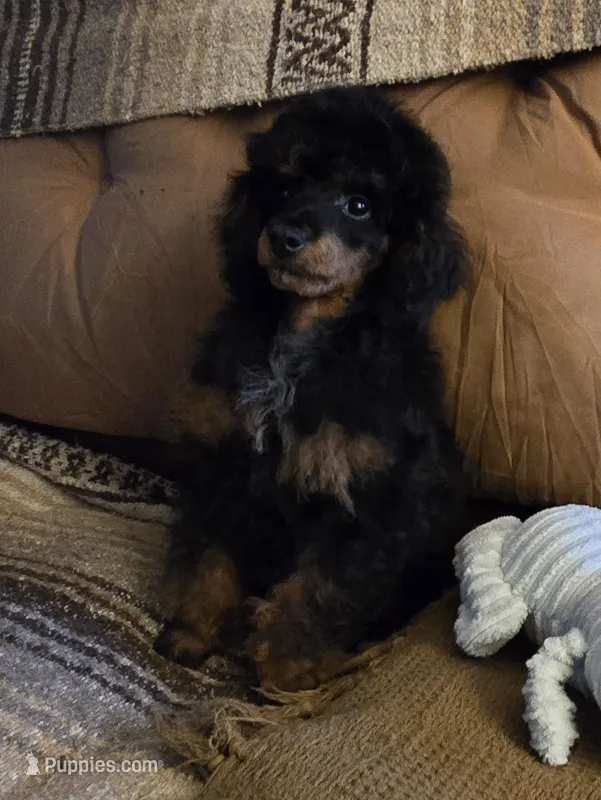 Max – Poodle - Miniature  puppy for sale in Edgemoor, SC