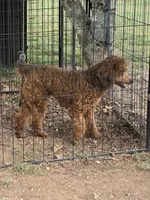 Jake, a male Poodle - Miniature  for sale in Edgemoor, SC – 3 of 8