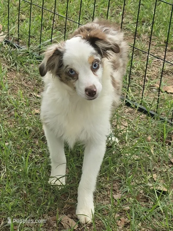 Gage – Toy Australian Shepherd puppy for sale in Edgemoor, SC