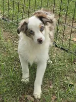 Gage, a male Toy Australian Shepherd for sale in Edgemoor, SC – 1 of 6