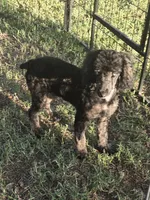 Luna, a female Poodle - Miniature  for sale in Edgemoor, SC – 6 of 6