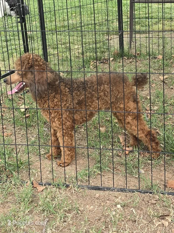 Jake – Poodle - Miniature  puppy for sale in Edgemoor, SC