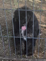Luna, a female Poodle - Miniature  for sale in Edgemoor, SC – 4 of 6