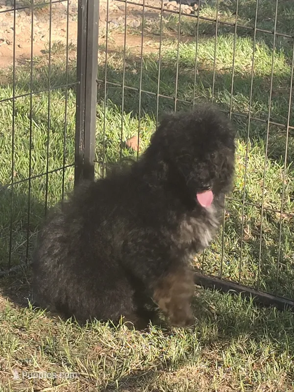 Luna – Poodle - Miniature  puppy for sale in Edgemoor, SC