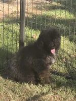 Luna, a female Poodle - Miniature  for sale in Edgemoor, SC – 2 of 6