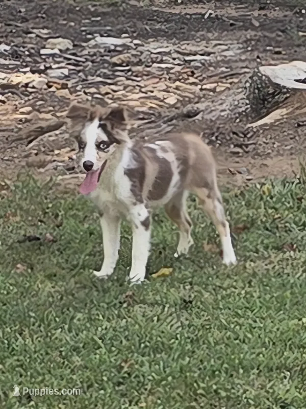 JellyBean – Toy Australian Shepherd puppy for sale in Edgemoor, SC