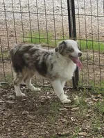 Gage, a male Toy Australian Shepherd for sale in Edgemoor, SC – 2 of 6