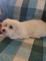 Little Brother, a male Maltese for sale in Edgemoor, SC – Photo 4 of 4